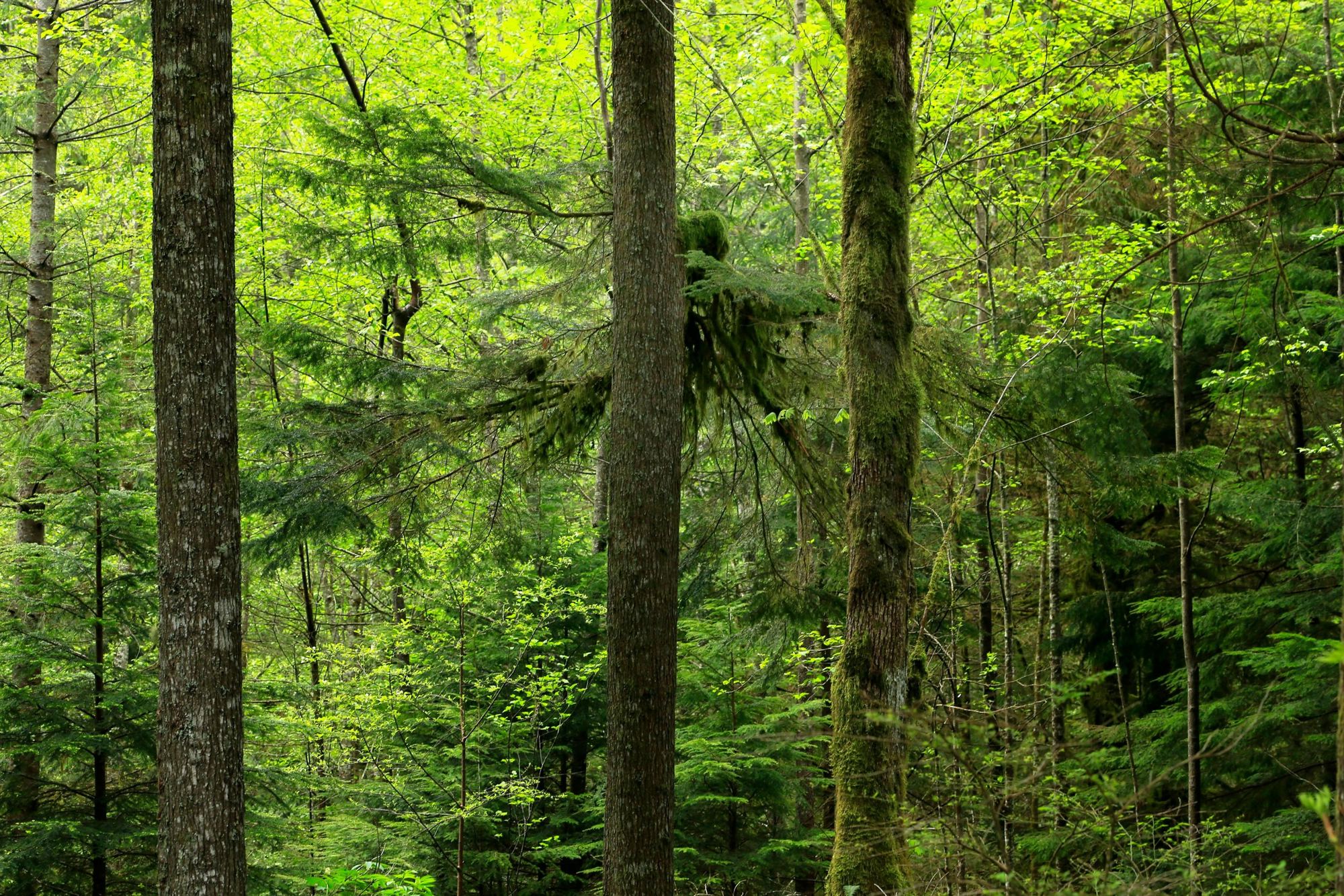Tall pine trees in a sunlit green forest